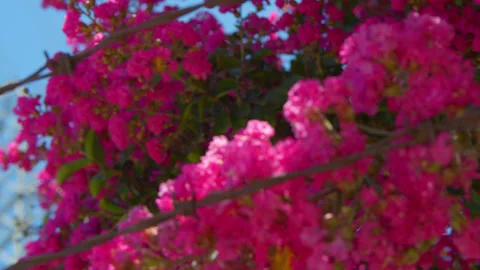 Pink Flower Bush Next To Barbed Wire Fence Video stock 201636348