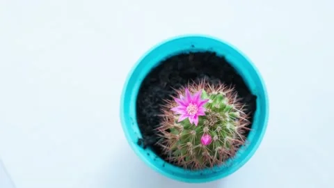 Pink flower on a cactus Stock Footage 156630335