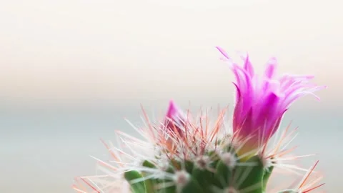 Pink flower on a cactus Stock Footage 156630353