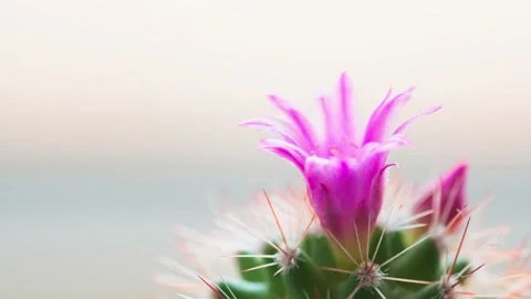 Pink flower on a cactus Vidéo 156630366