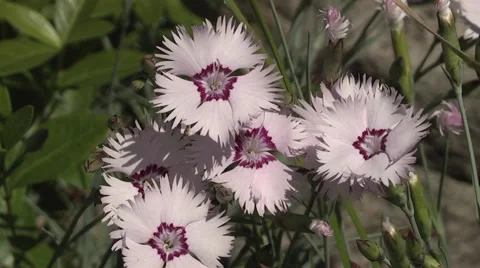 Pink flower carnation Stock Footage 5698137