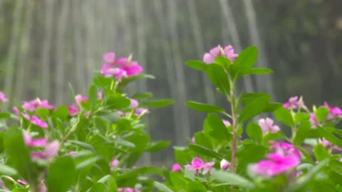 Pink Flower Changing Focus Shot Stock Footage 321465851