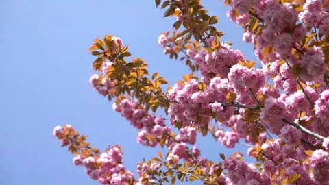 Pink flower. Cherry blossom tree branch. Stock Footage 107185073