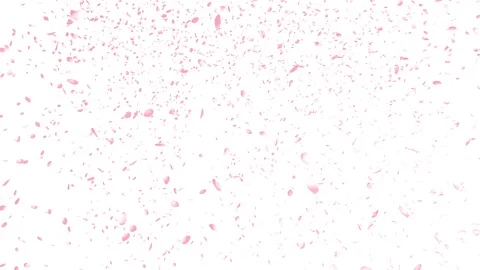 Pink Flower, Cherry Blossoms, Spring Season Background Video stock 126198621
