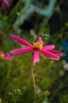 Pink flower close-up against a background of vegetation Stock-Fotos