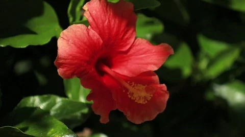 Pink Flower Close Stock Footage 738592