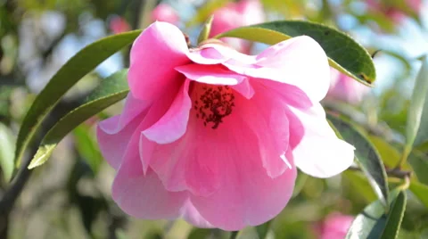 Pink flower Close up Stock Footage 41335612