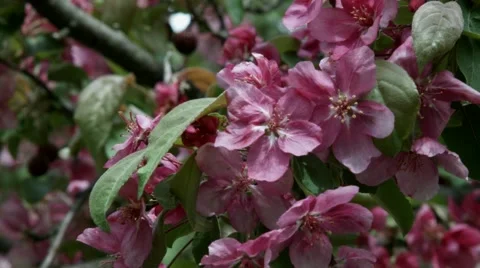 Pink Flower Close Up Stock Footage 46227593