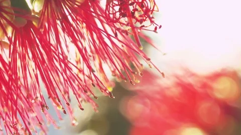 Pink flower close up Stock Footage 74110018