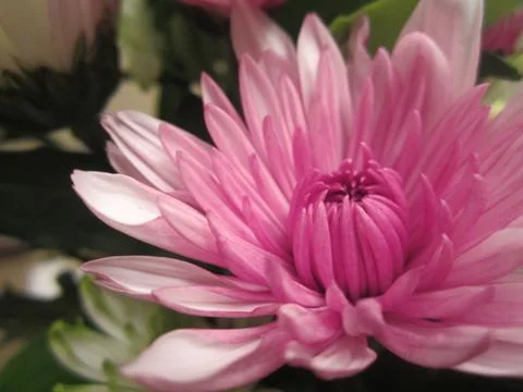 Pink Flower Close-up Foto stock