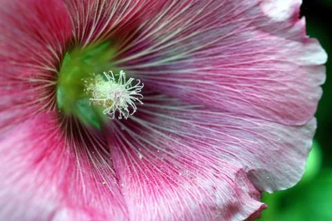 Pink flower close-up Stock Photos