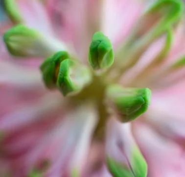Pink flower close-up 스톡 사진