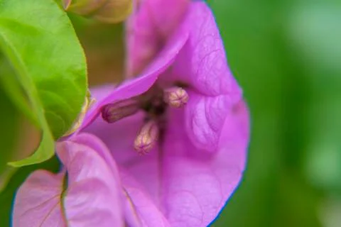 Pink flower close-up Foto stock