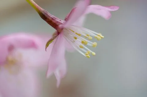 Pink flower close up Stock Photos