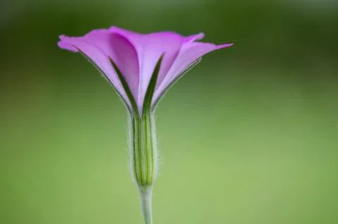 Pink flower close up Stock Photos