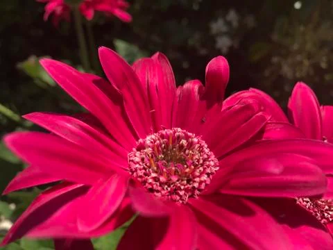 Pink Flower Close Up Stock Photos