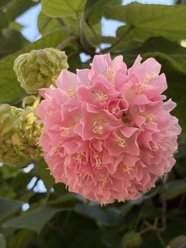 Pink flower close-up Stock Photos