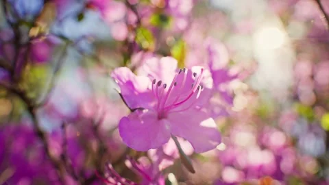 Pink Flower Close-Up on Tree Stock Footage 276490289
