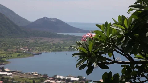 Pink flower close up with volcano in background Stock Footage 89588301