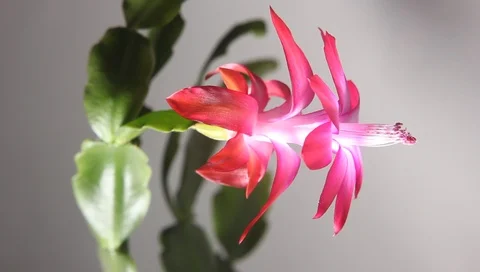 Pink flower, closeup Stock Footage 100263793