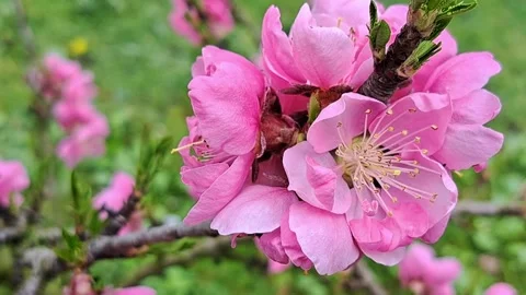 Pink flower closeup 스톡 동영상 308954469