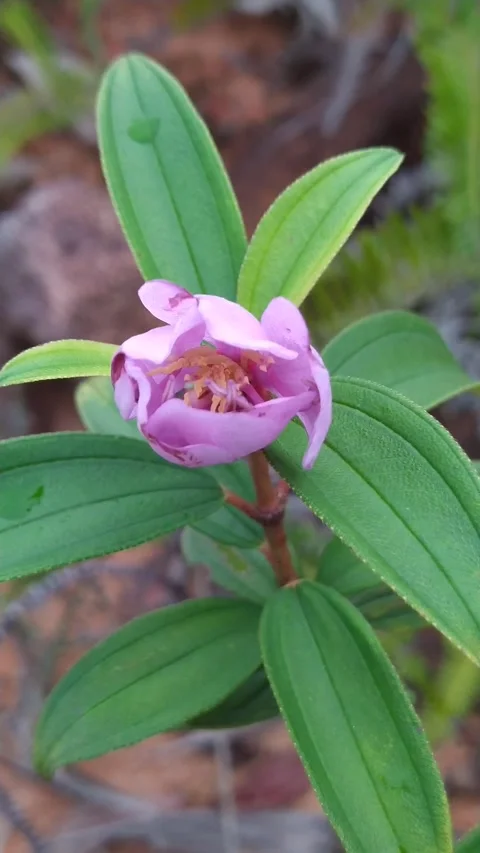 Pink flower closeup leaves Stock Footage 336045570