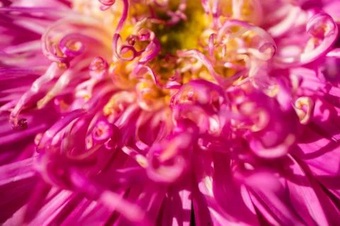Pink flower closeup Foto stock
