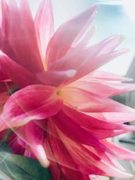 Pink flower closeup Foto stock