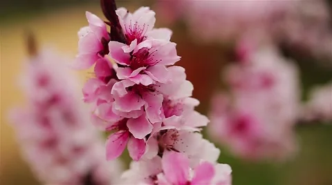 Pink Flower Cluster Stock Footage 51891772