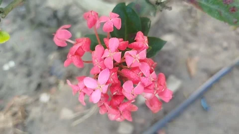 Pink Flower Cluster on Green Stem – Garden Bloom with Soil Background Stock Footage 321447706