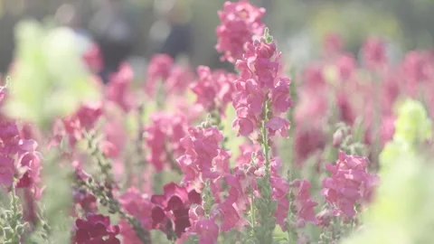 Pink Flower Clusters Glowing in Backlit Spring Sunlight Outdoors Stock Footage 341868854