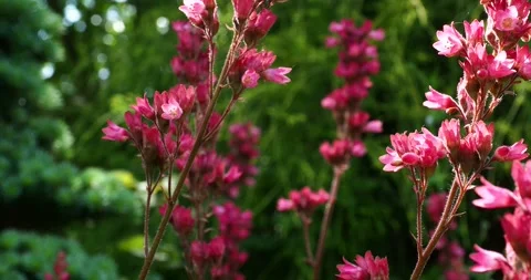 Pink Flower Clusters Swaying in the Wind at Botanischer Garten Video stock 338395777