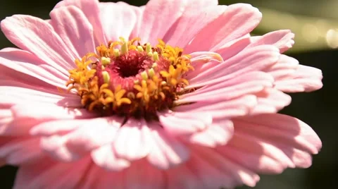 Pink flower comes into focus. Stock Footage 44641291
