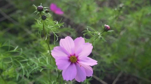 Pink Flower - Cosmos Stock Footage 311518371
