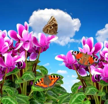 Pink flower cyclamen Stock Illustration