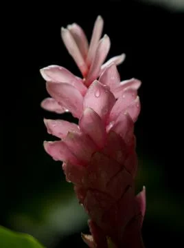 Pink flower with dark background Stock Photos
