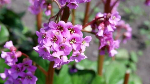 The pink flower develops in the wind. Flower Name: Candelabrum Primula Stock Footage 154415222