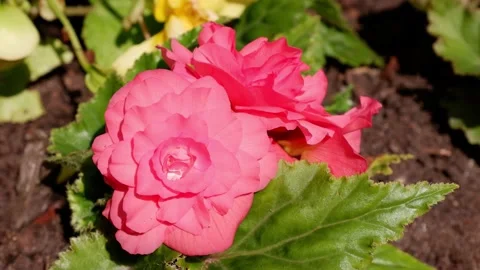 A pink flower with a dew drop grows in the sun. Stock Footage 158166145