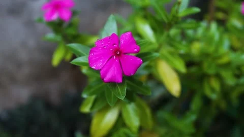 Pink Flower with Dew Drops. Stock Footage 289434707