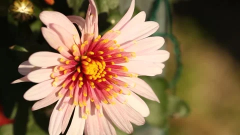 Pink flower with dew drops 스톡 동영상 303539805