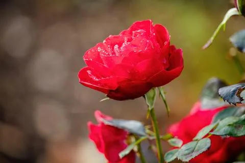A pink flower with dew drops on it Foto stock