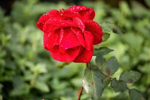 A pink flower with dew drops on it Stock-Fotos
