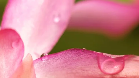 Pink flower with drops of dew macro video Stock Footage 98798560