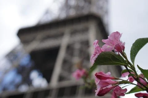 Pink Flower with Eiffel Tower in the Background Foto stock