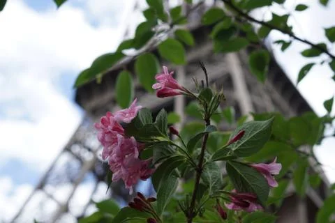 Pink Flower with Eiffel Tower in the Background Foto stock