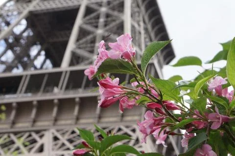 Pink Flower with Eiffel Tower in the Background Stock Photos