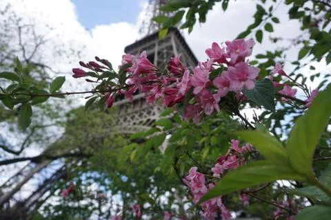 Pink Flower with Eiffel Tower in the Background Fotos Stock