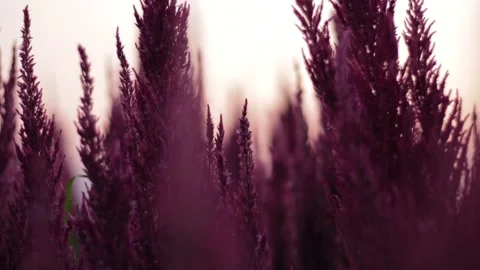 Pink flower in the evening Video stock 171763117