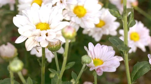 Pink flower on evening time  Stock Footage 79906777