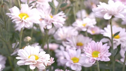 Pink flower on evening time  Video stock 79906815